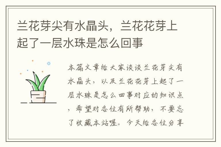 兰花芽尖有水晶头，兰花花芽上起了一层水珠是怎么回事